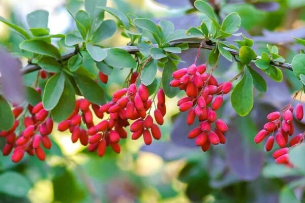 Berbérine 500 mg – Équilibre Glycémique, Métabolisme & Vitalité | Alphavital 5 berberine 1024x683 1