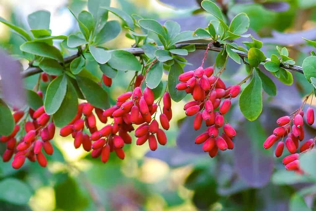Plante de Berberis vulgaris